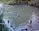 Canards