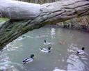 Canards